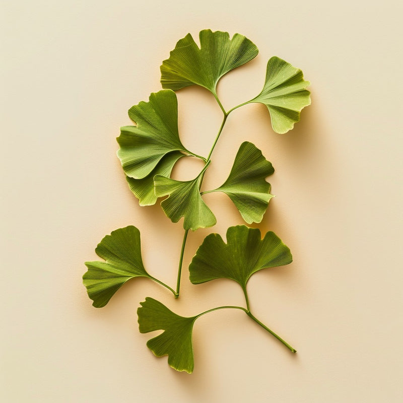 Ginkgo Biloba